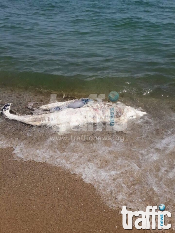 Безмилостни бракониери убиха делфин на Дюните
