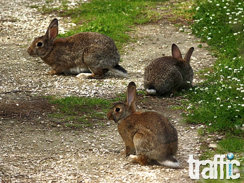 Диви зайци превзеха Лаута! Кучетата гонят дългоухите животни
