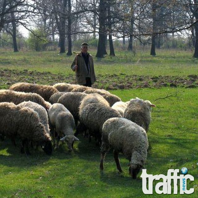Овчар, прободен в сърцето, се прибра да си допие ракията