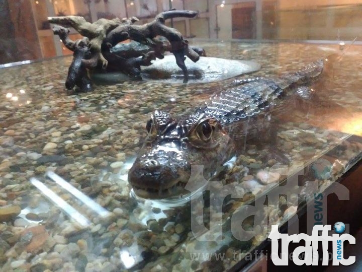 Нилски крокодил и кайман живеят в новите пещери на Природонаучния музей СНИМКИ