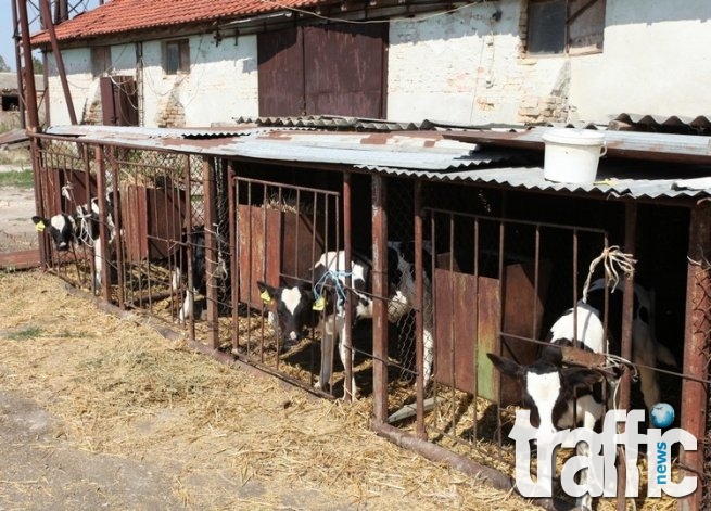 Отмъкнаха 13 телета от ферма край Хисаря