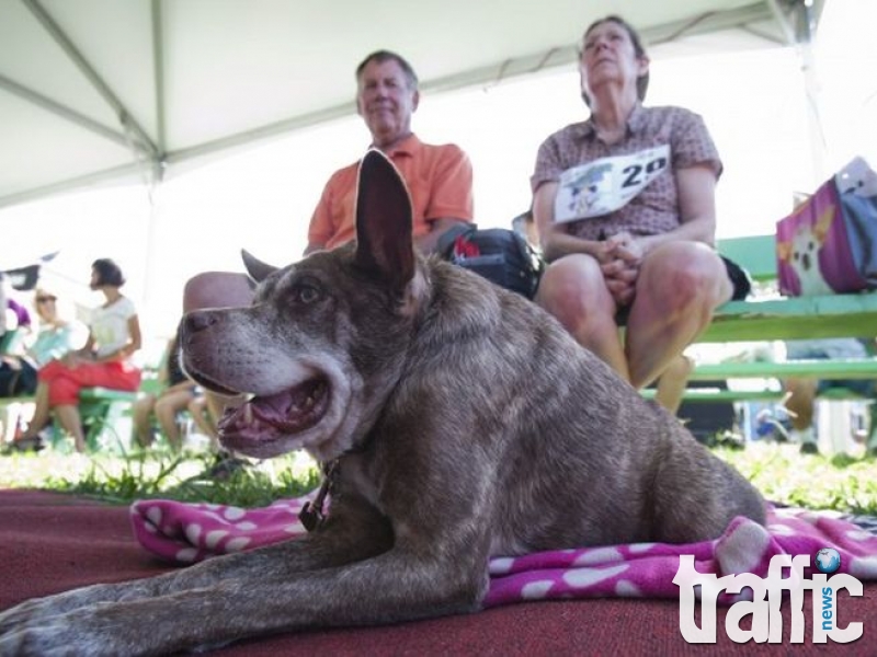 Квазимодо – най-грозното куче на света