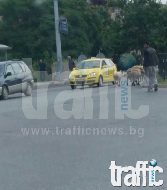 Овце превзеха  основен булевард в  Пловдив СНИМКИ