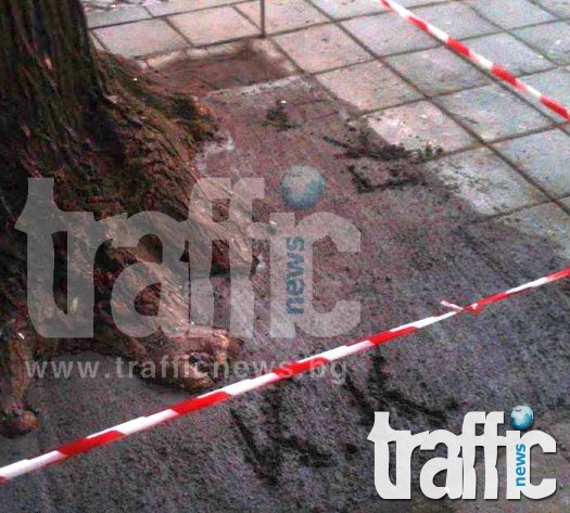 Абсурд: Циментираха дърво в центъра на Пловдив СНИМКИ 