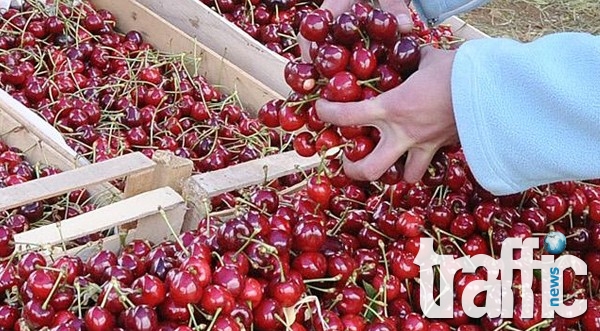 Череши от 60 ст. от производител до три лева на пазара
