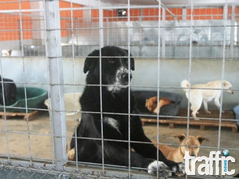 Едва 2000 кучетата са осиновени в България, Пловдив не е сред първенците
