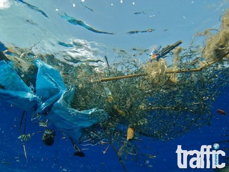 Заснеха как морски животни се хранят с пластмаса  ВИДЕО