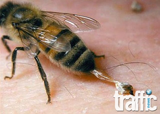 55-годишен мъж почина след ужилване от пчела