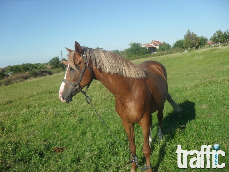 52-годишна шофьорка уби три коня 