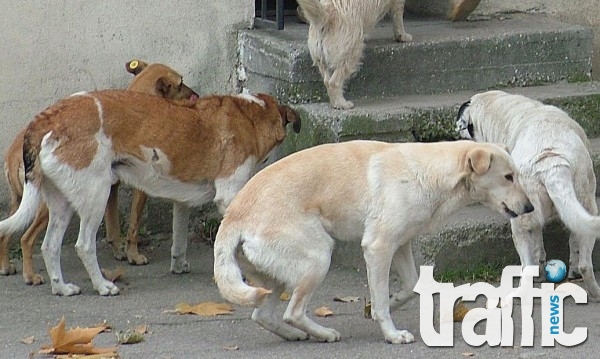 Изрод мори наред бездомни кучета,  само за ден над 10 четириноги починали