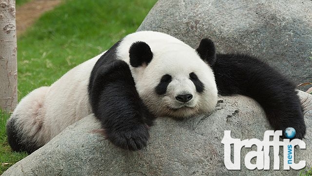 Панда постави рекорд за дълголетие в плен