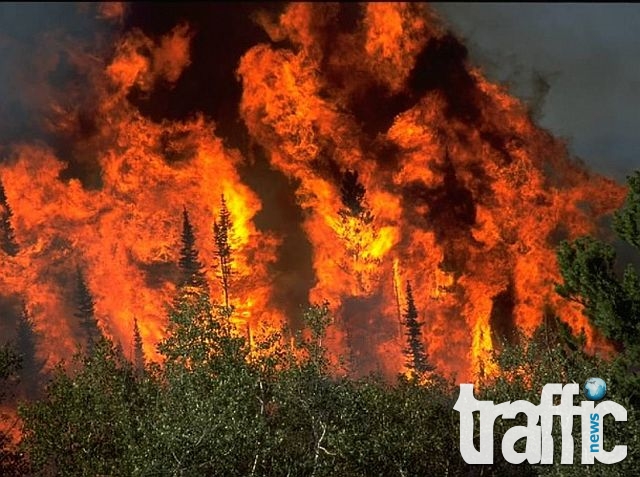 Нов пожар! 100 дка гора горят край Бобошево