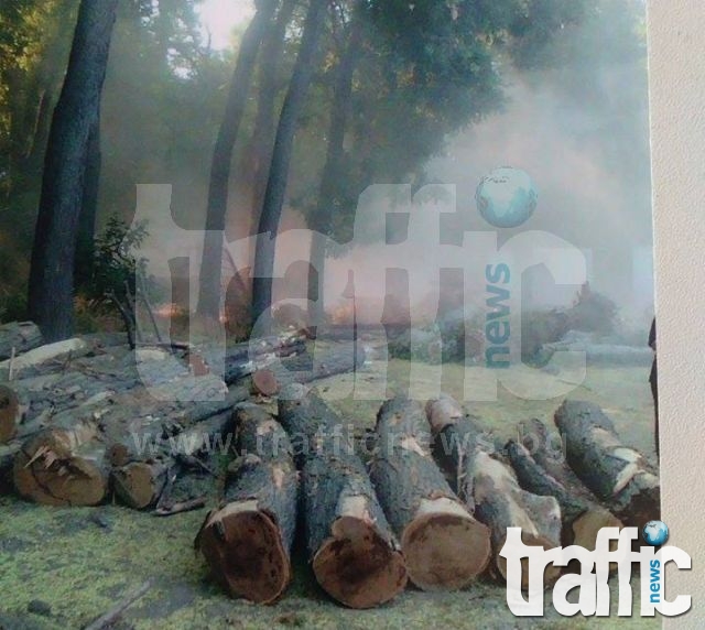Масова сеч на дървета край Гребната база със скандална заповед на Общината СНИМКИ