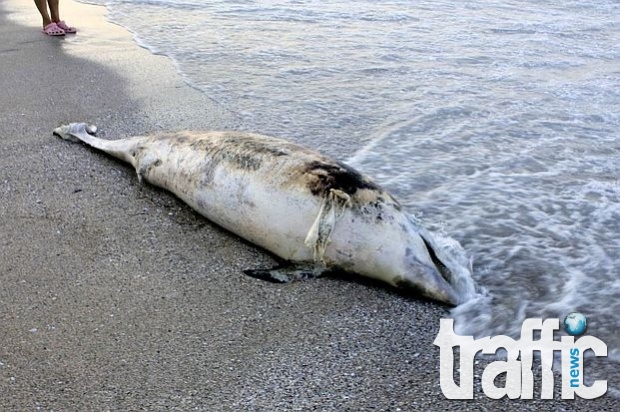 22 мъртви делфини са намерени по Южното Черноморие от началото на годината