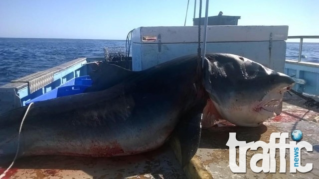 Снимка на огромна акула озадачи австралийци 