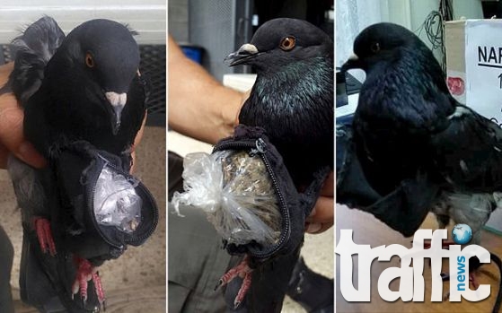 Гълъб пренася наткотици за затворник в Коста Рика