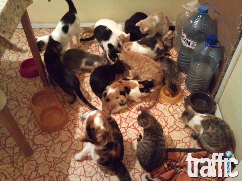 Пловдивчанин отглежда 48 котки в 2 апартамента! Тегли 30 000 заем, за да ги гледа СНИМКИ 