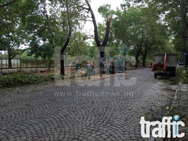 Масова сеч на дървета след бурята в Пловдив СНИМКИ