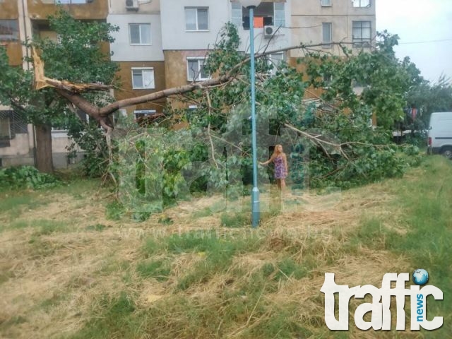 Огромно дърво падна в Тракия, по чудо няма пострадали СНИМКИ