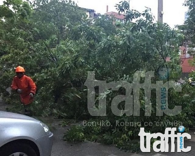 Дърво падна върху три коли в Бургас 