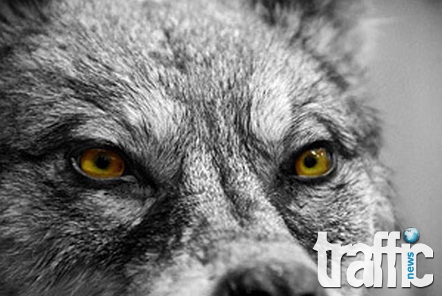 Първата конференция за върколаците ще се проведе във Великобритания