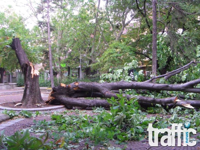 Дърво уби възрастен мъж в Рудозем