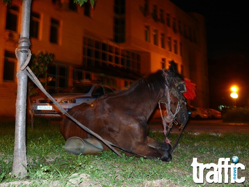 Три циганета налагали коня от „Гладстон” с дъски и кръстосали целия град