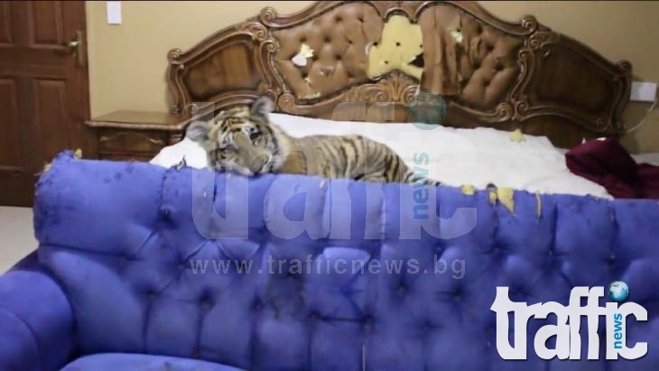 Само в TrafficNews.bg: Варненец си взе тигърче за домашен любимец СНИМКИ