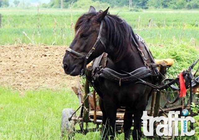 Откраднаха кон и каруца от частен имот в Пловдивско