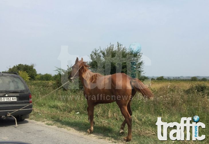 Поредната циганска гавра с кон, вързан за кола на натоварен път край Пловдив  СНИМКИ