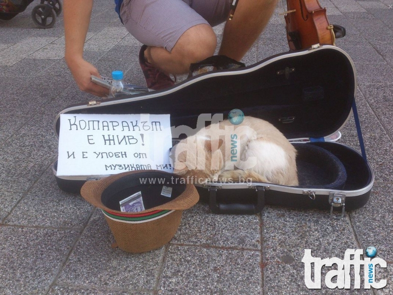 Уличен музикант упоява коте в Пловдив, за да събира повече пари? СНИМКИ