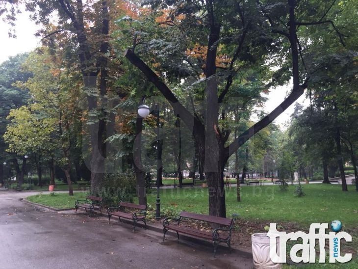 След инцидента в Цар-Симеоновата градина: Отрязаха всички клони над алеите в парка СНИМКИ