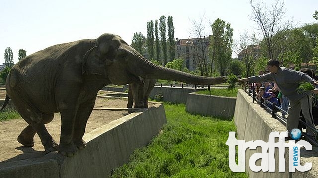 Зоологическата градина в София пуска любителите на животните безплатно