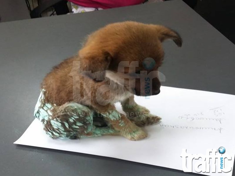 Боядисаха и изхвърлиха малко куче на боклука СНИМКИ