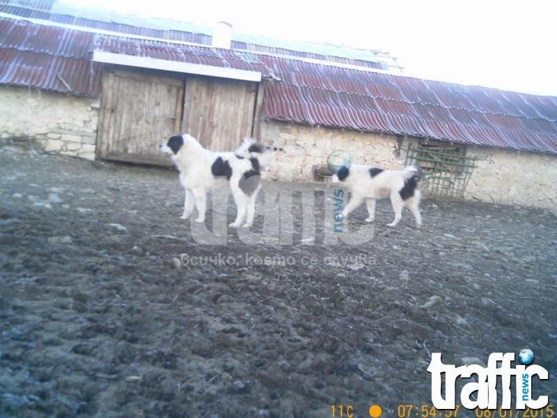 Нова касапница в Тополово- озверели кучета разкъсаха 8 овце ВИДЕО
