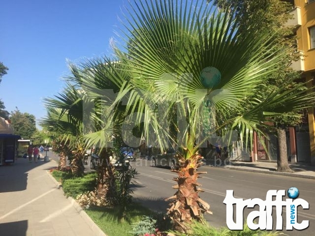 Рекордни температури и през уикенда в Пловдив