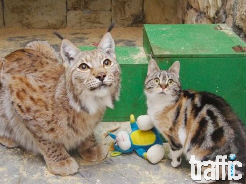 Бездомно коте се промъкна в зоогическа градина и намери най-необичайния си приятел ВИДЕО 