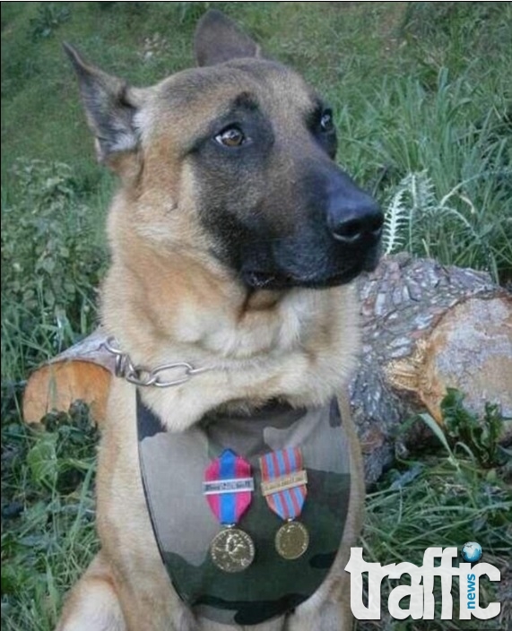 Руснаците подаряват кученце на френските служби в памет на загиналия Дизел