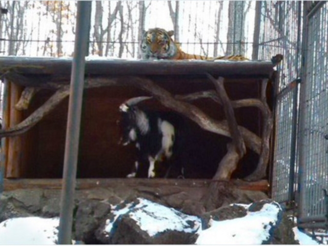 Тигър и козел се сприятелиха в сафари парк