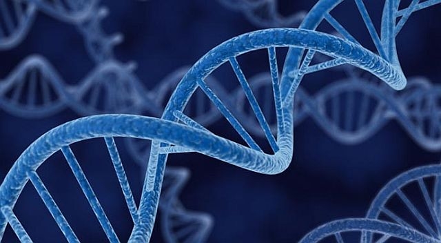Учени откриха гени, допринасящи за увеличаване на продължителността на живота