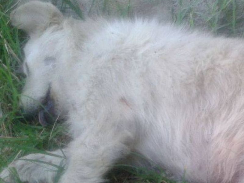 Изверг, застрелял куче пред три деца,  получи само глоба от 1000 лева СНИМКИ