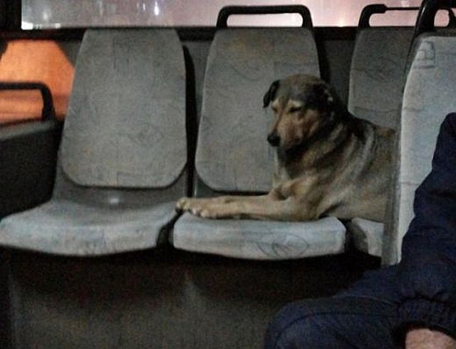 Улично куче се вози в градския транспорт СНИМКА