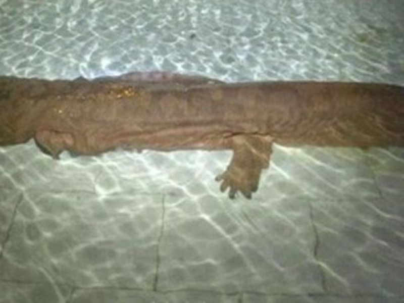 Откриха саламандър на 200 години