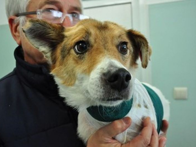Правят уникално присаждане на кожа на куче в клиника СНИМКИ