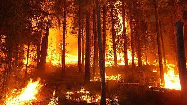 Пожари в Калифорния изпепелиха 4000 декара