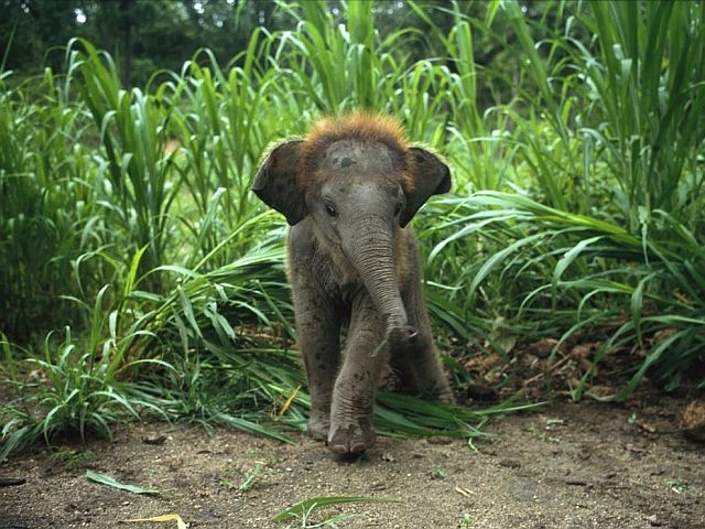 Бебе-слонче се роди на Нова година в Берлинския зоопарк ВИДЕО