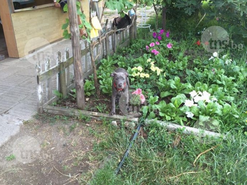 Собствениците на убитите кучета в Кършияка ще дирят убиеца на любимците си СНИМКИ