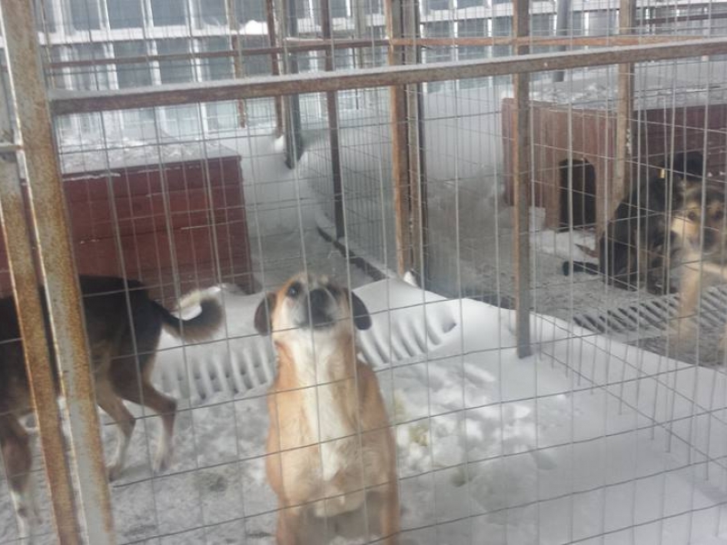 Кучета в приют гладували и замръзвали в студа, зарити от сняг СНИМКИ