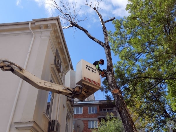 Вижте къде ще режат клони в Кючука през януари  