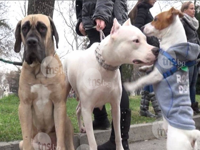 ЕМИСИЯ НОВИНИ: Внимание! Изверги продължават да тровят кучета в Пловдив